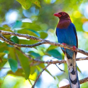 bird-watching-kanatal